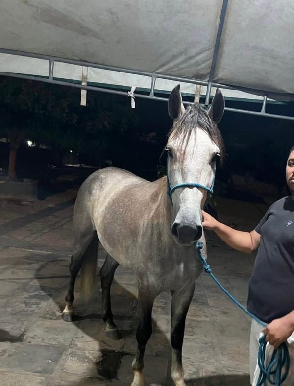 Cavalo Manga larga de centro