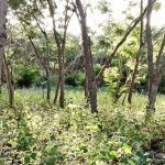 Propriedade 14 hectares