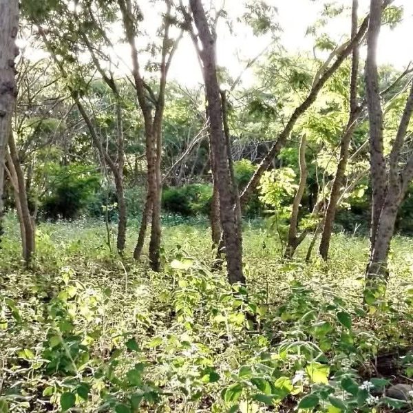 Propriedade 14 hectares