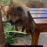 Cachorro perdido