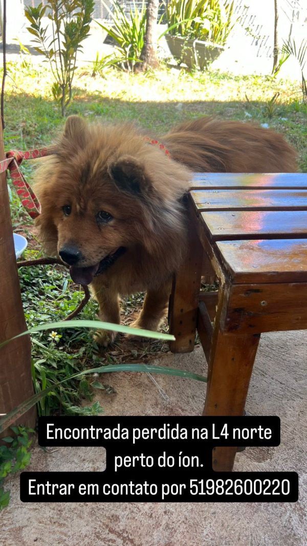Cachorro perdido