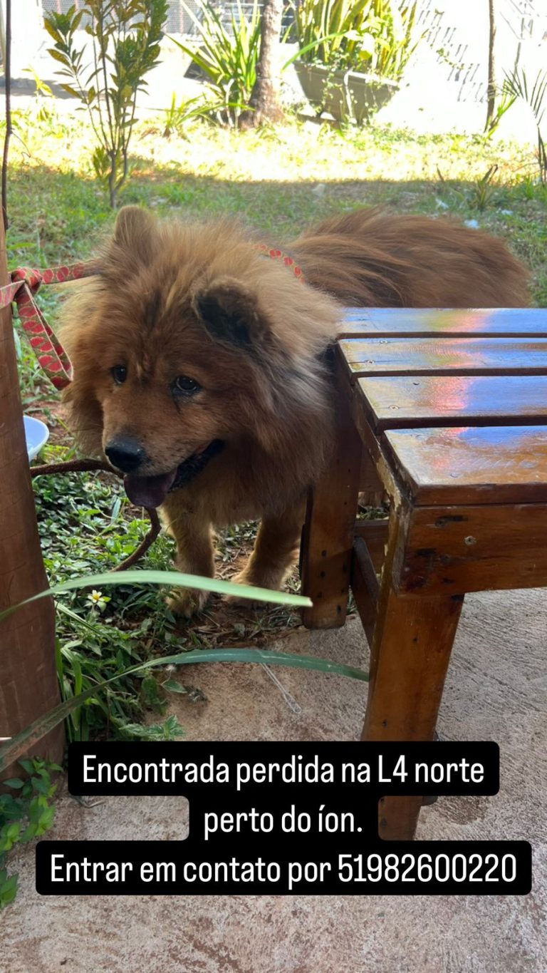 Cachorro perdido