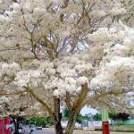 Árvores 🌳 decorativa naturais