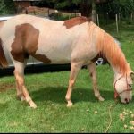 Égua paint horse