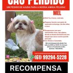 Cachorrinha perdida