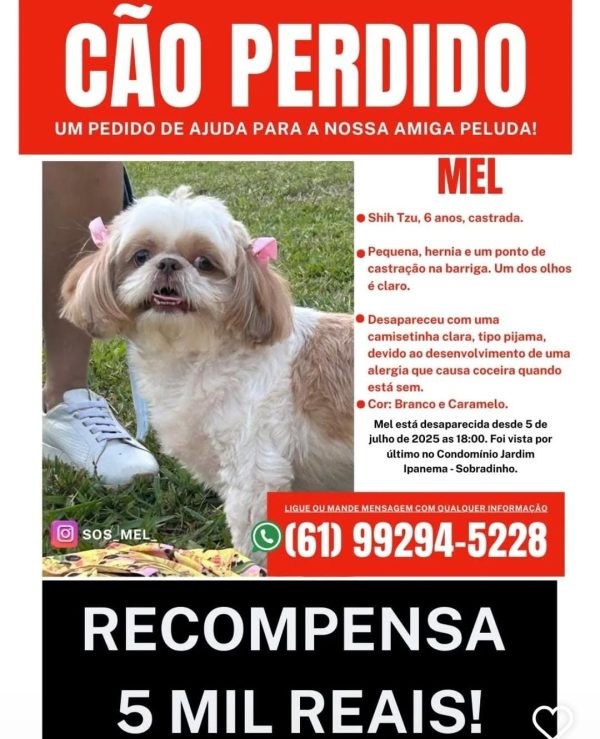 Cachorrinha perdida