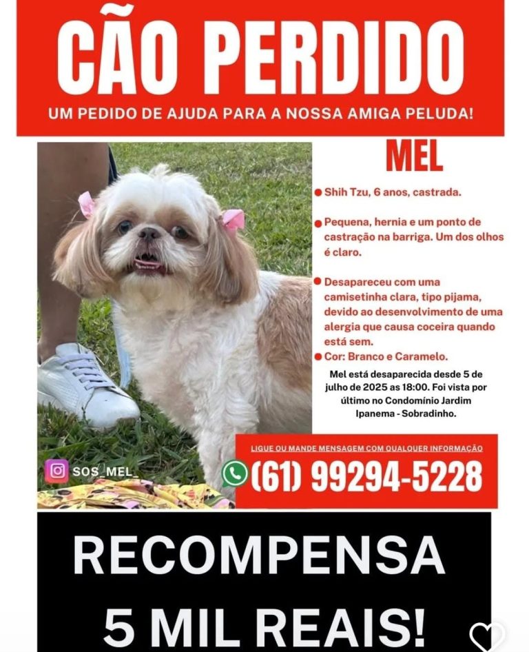 Cachorrinha perdida