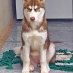 Cachorra