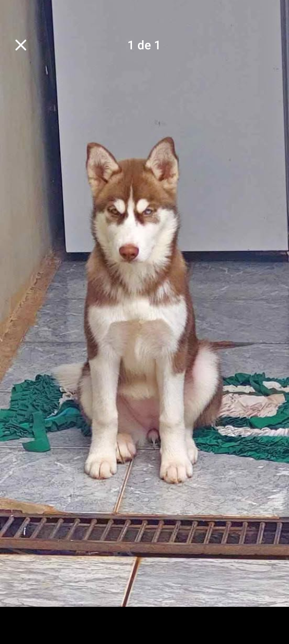 Cachorra