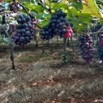 Uva vitória sem sementes frescas direto do produtor 6.00 kg