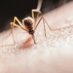 Afranio tela mosquiteiro