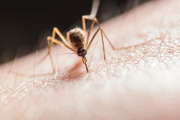 Afranio tela mosquiteiro