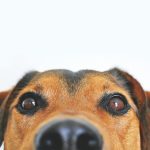 MS Pet movel