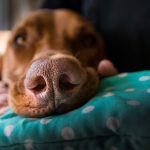 Amplo Clinica Veterinária