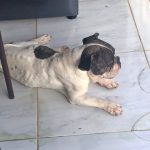 Cachorro perdido