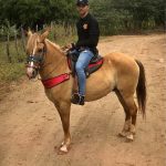 Cavalo