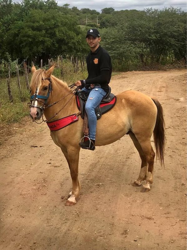 Cavalo