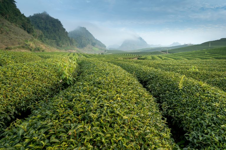 Agro Terra