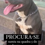 Cachorra pitbull perdida