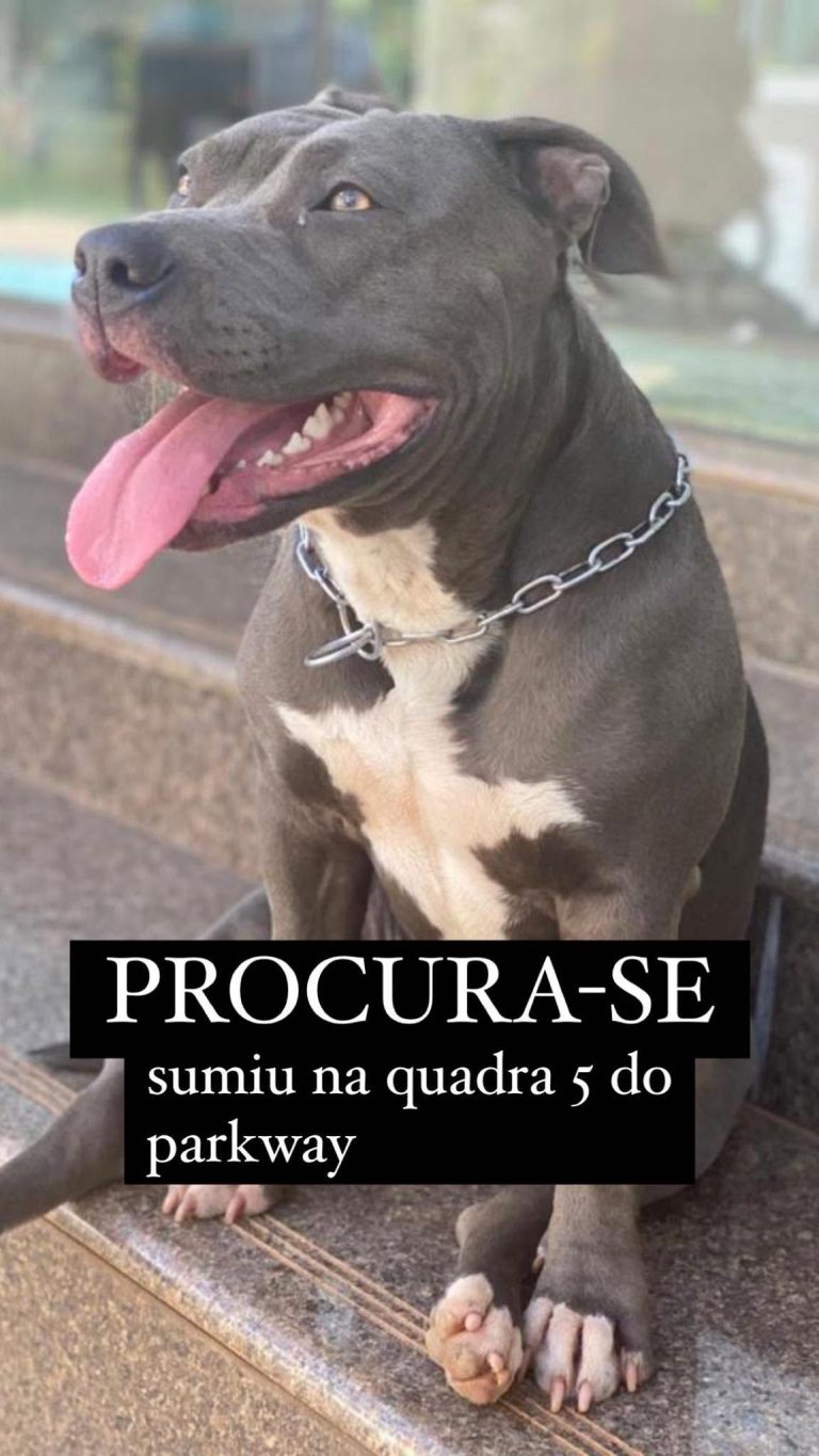 Cachorra pitbull perdida