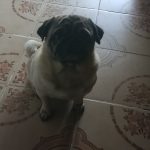 Meu cachorro sumiu