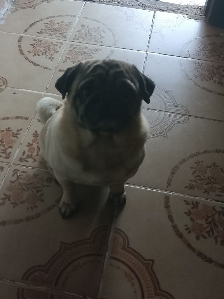 Meu cachorro sumiu